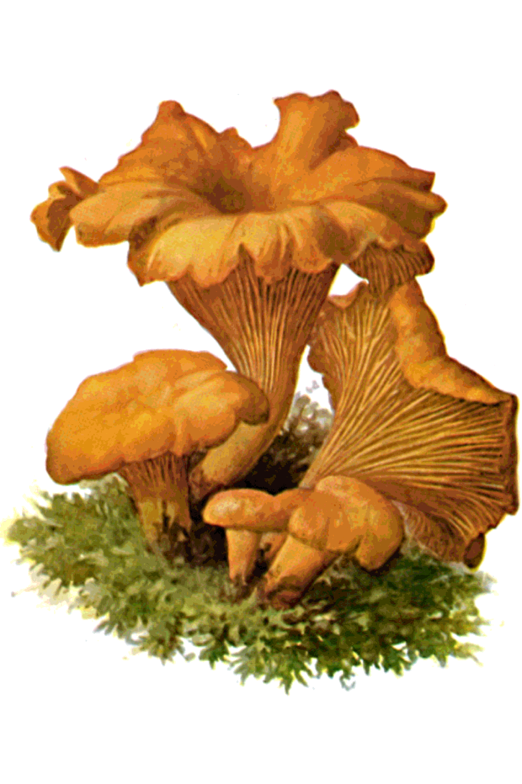 Chanterelle botanical illustration